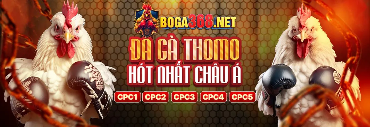 Đấu trường chọi gà kịch tính